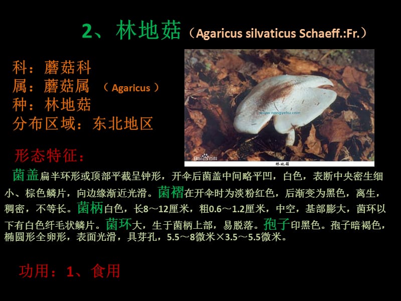 蘑菇科几种菇类简介.ppt_第3页