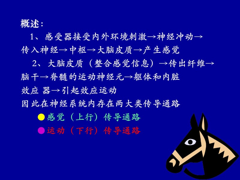 脑和脊髓的传导通路.ppt_第2页