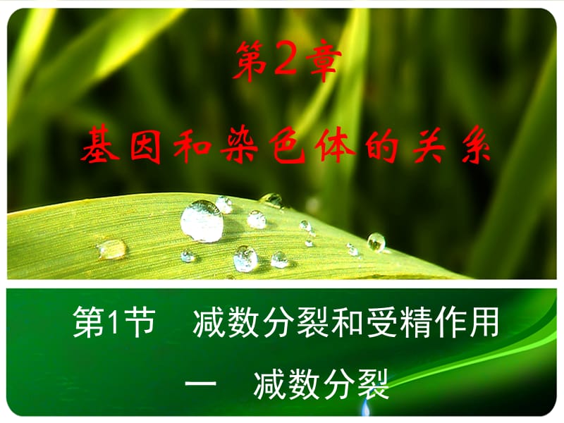 21减数分裂和受精作用.ppt_第1页