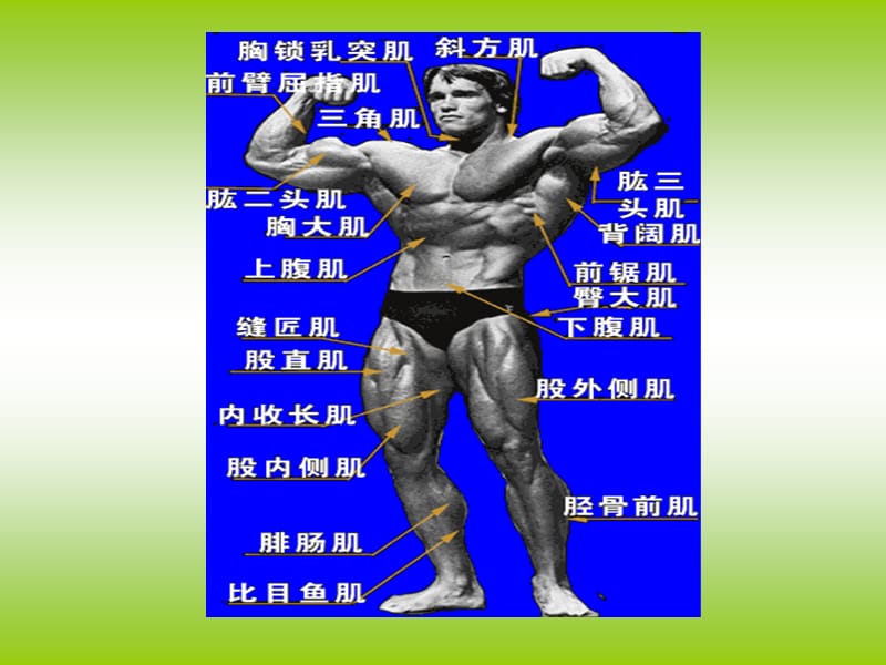 肌肉课件最新.ppt_第1页