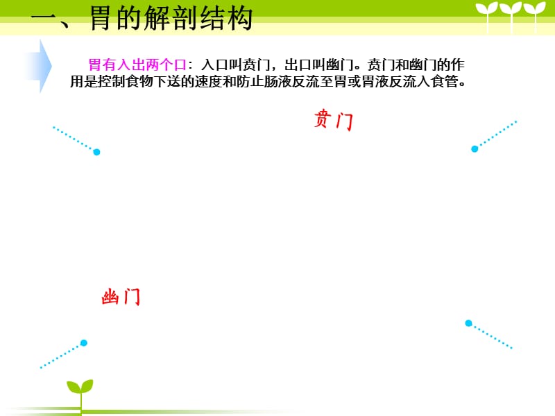 贲门与幽门.ppt_第2页