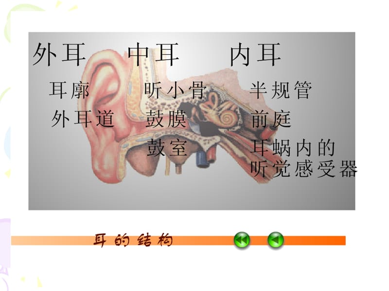 耳的结构与听觉的形成(第一课时).ppt_第3页