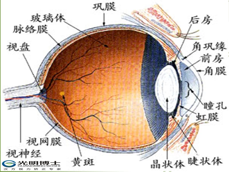 眼睛结构与功能.ppt_第2页