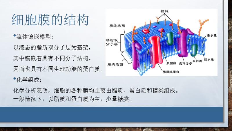 细胞膜结构及功能.ppt_第2页