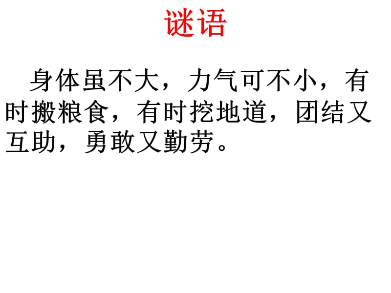 蚂蚁课件.ppt_第2页