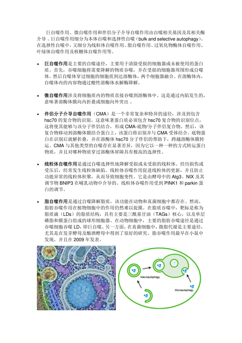 自噬作用分类.pdf_第1页