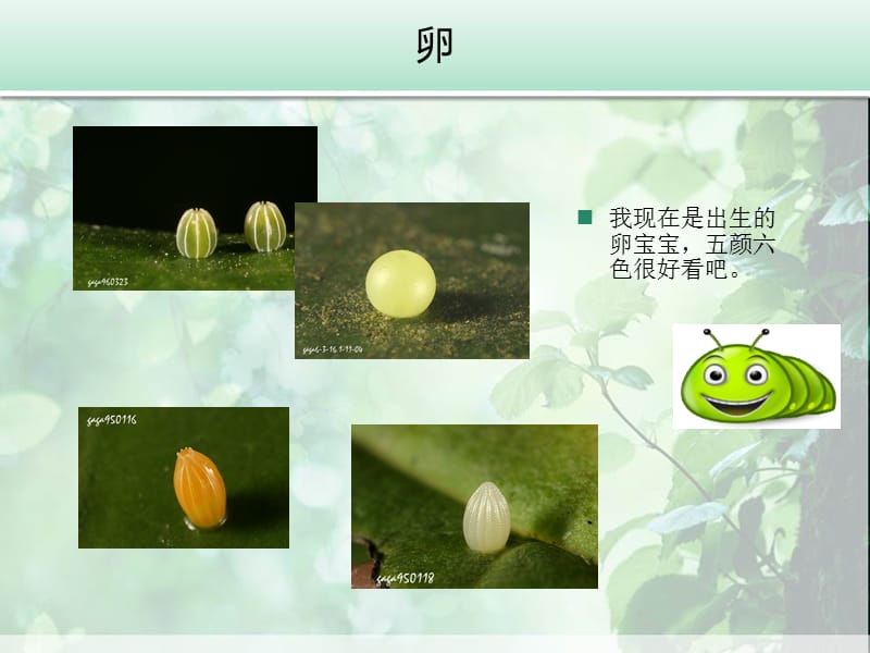 毛毛虫的演变过程.ppt_第3页