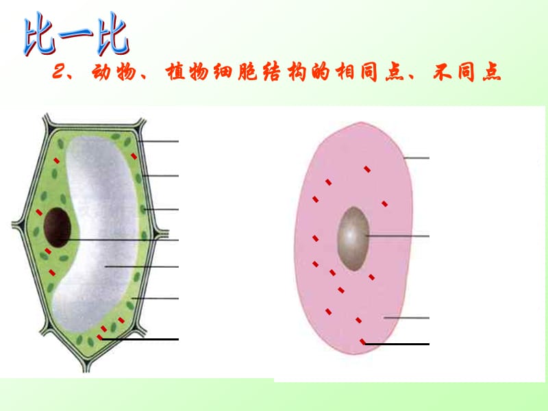 苏教版生物七上第三章第二节人和动物细胞的结构和功能（共36张PPT）.ppt_第2页