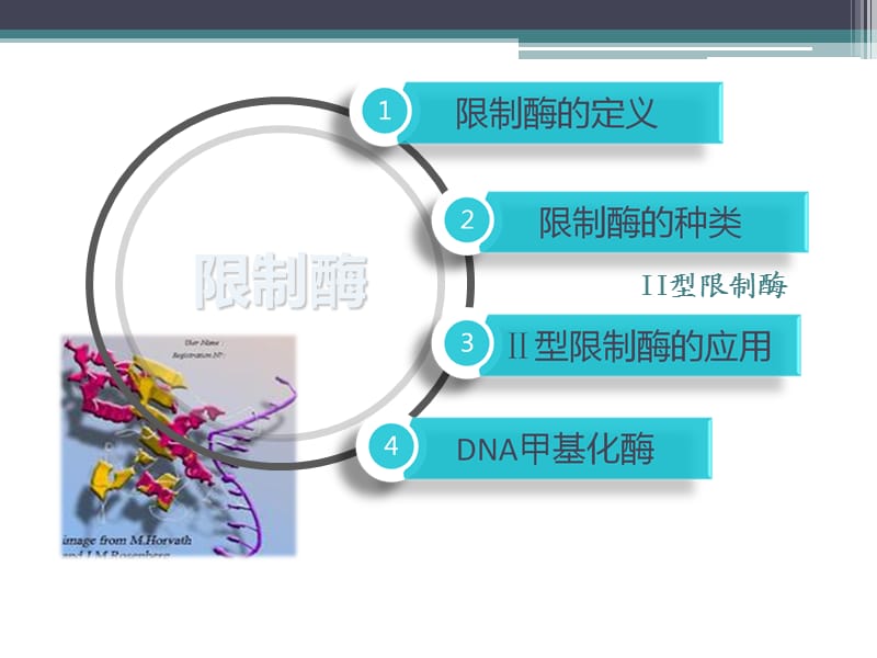 限制性内切酶原理.ppt_第2页