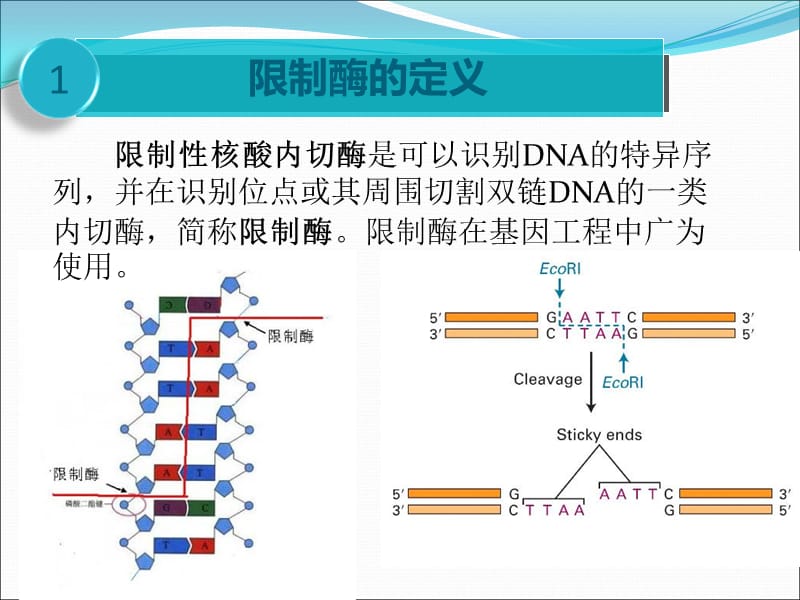 限制性内切酶原理.ppt_第3页