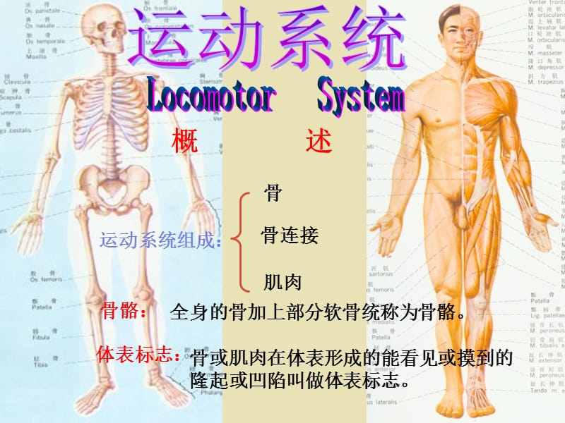 骨和骨连接概述.ppt_第3页