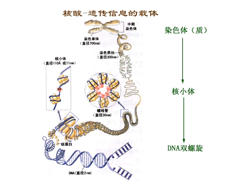 基础生物化学 复习总结2010.ppt_第2页