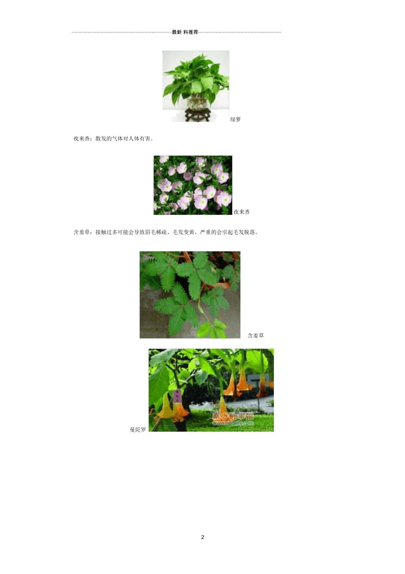 幼儿新闻稿,幼儿新闻播报《有毒植物》.docx_第2页