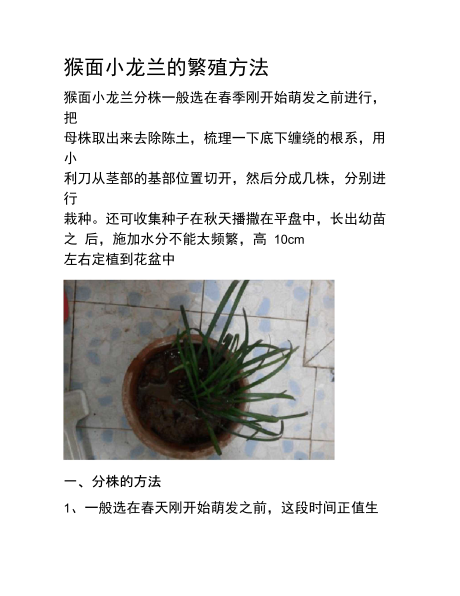 猴面小龙兰的繁殖方法.doc