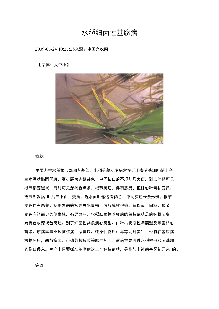 水稻细菌病害).doc_第1页