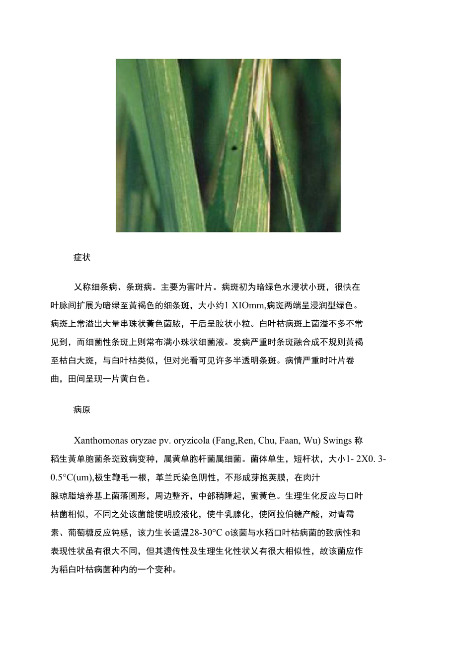 水稻细菌病害).doc_第3页