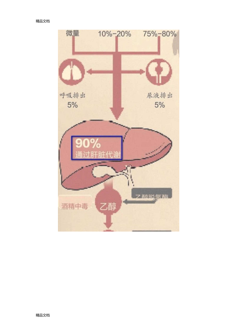 最新酒精在体内的代谢过程资料.doc_第2页