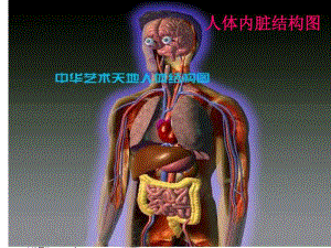 小学科学课‘人体内脏认知’.docx