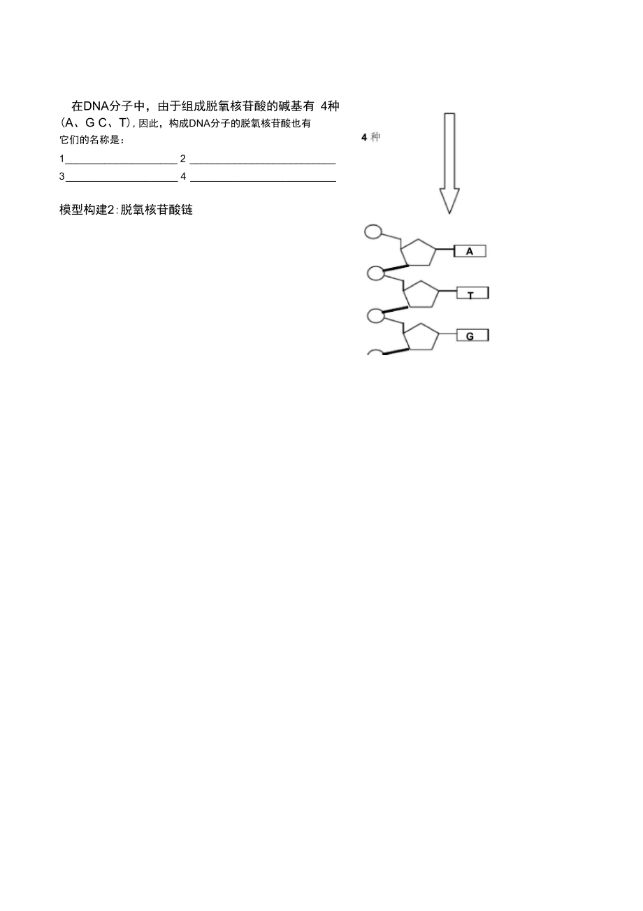 DNA分子结构导学案(3).doc_第2页