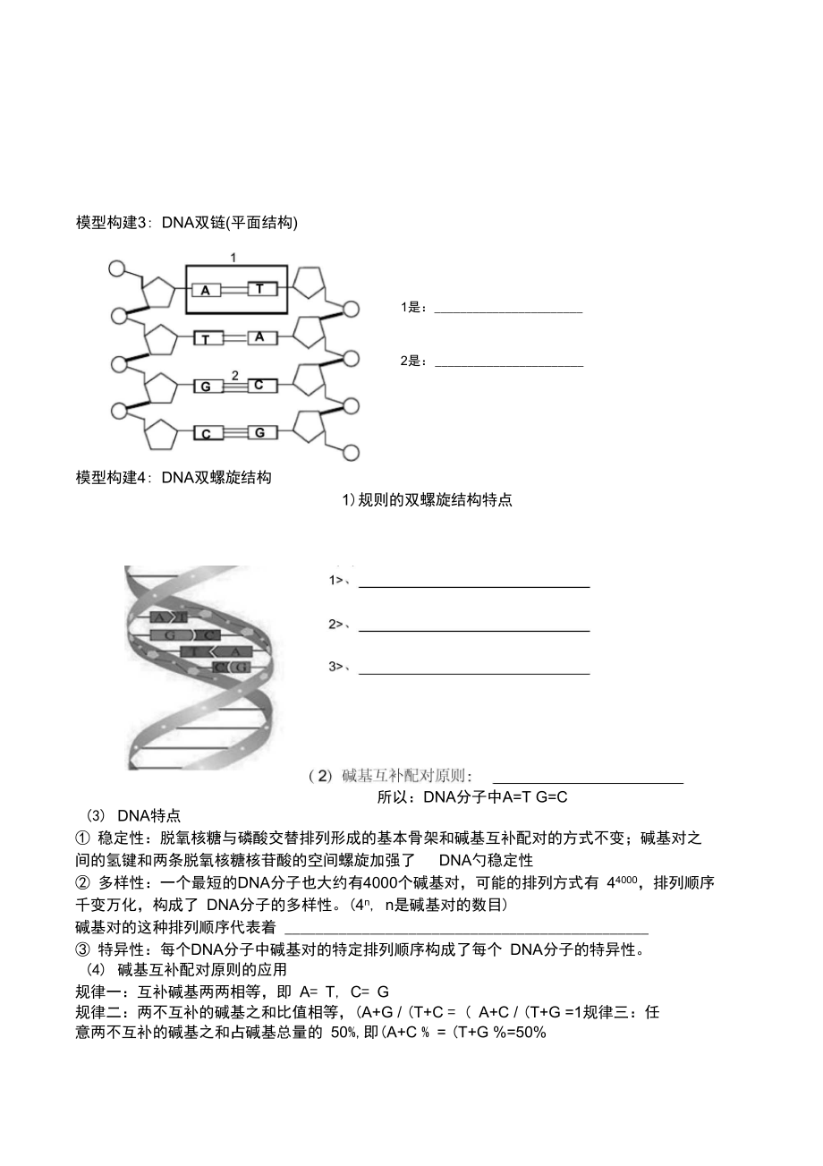 DNA分子结构导学案(3).doc_第3页