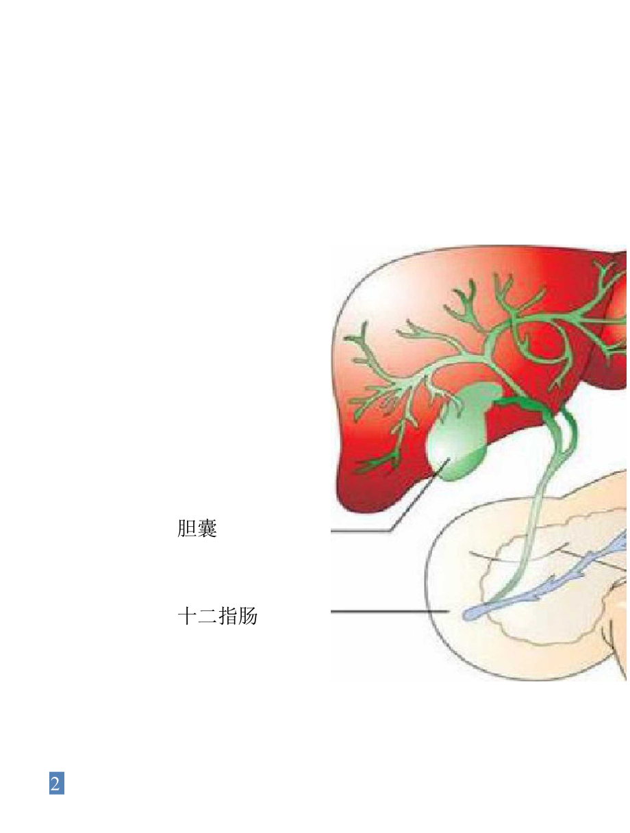 胆总管分段.docx_第2页