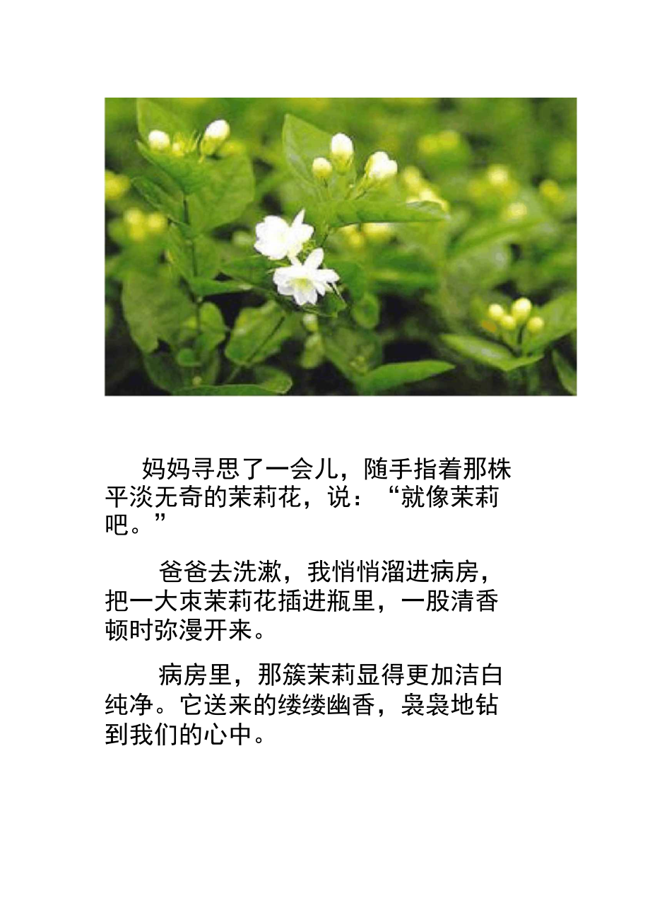 常用花卉及花意花语.doc_第2页