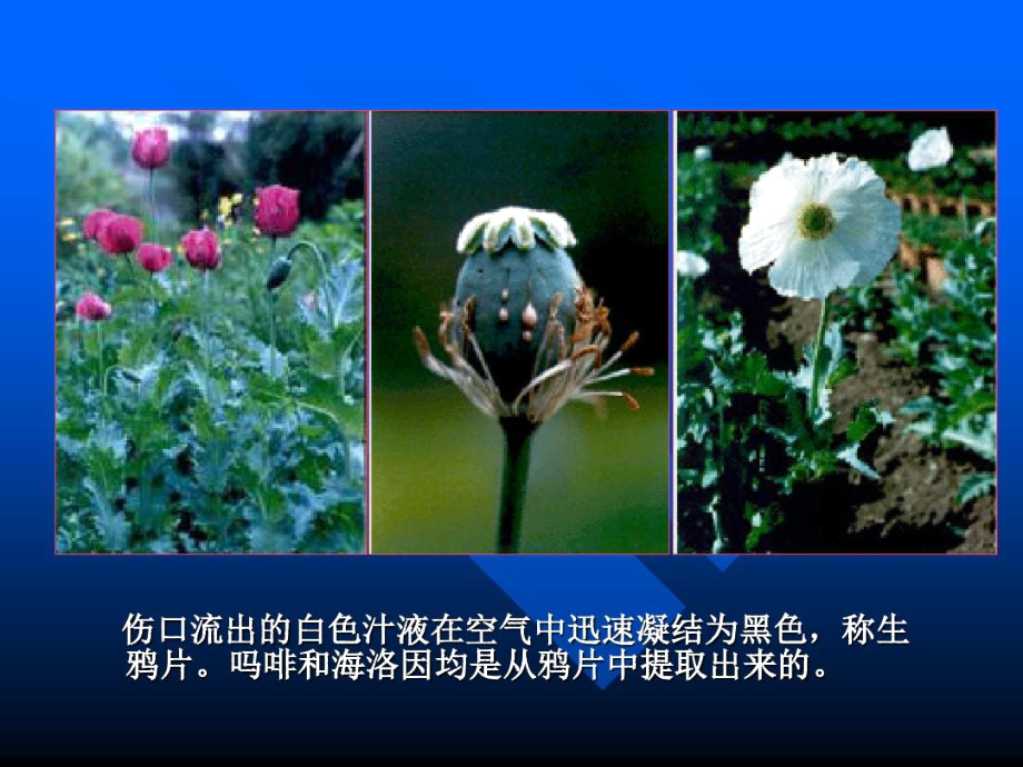 罂粟科Papaveraceae-精选文档.doc_第3页