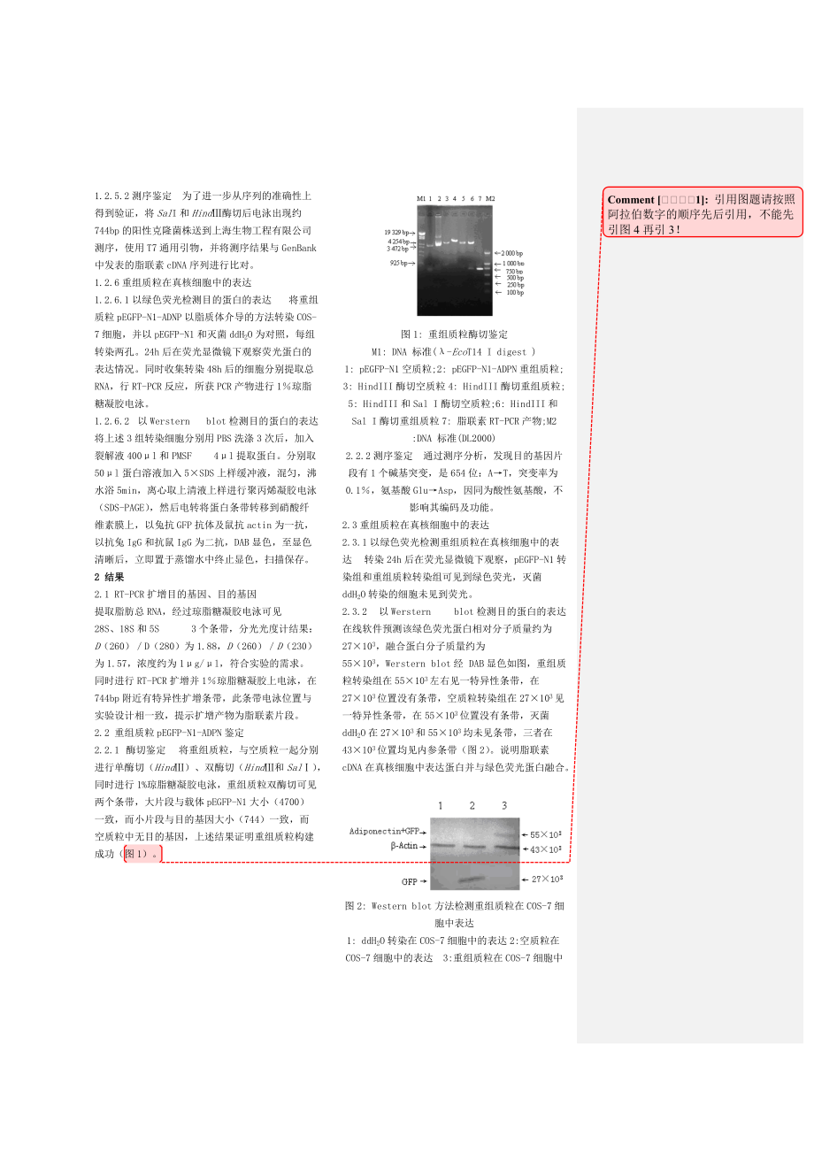 人脂联素真核表达载体的构建及其表达.doc_第2页