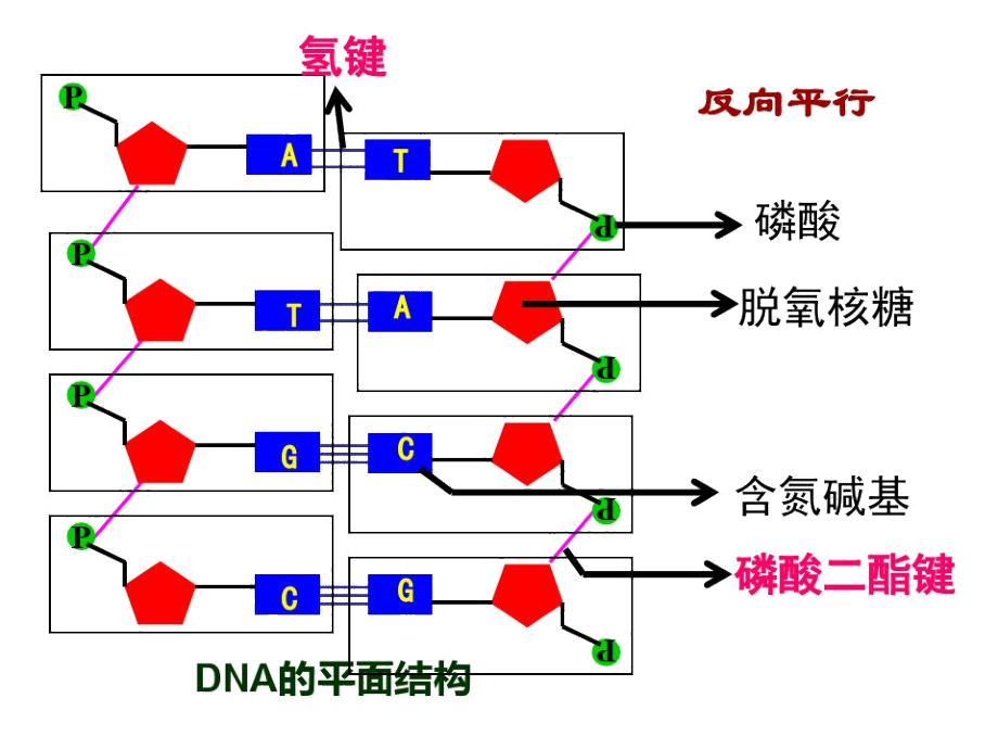 第三节遗传信息的传递.docx_第1页