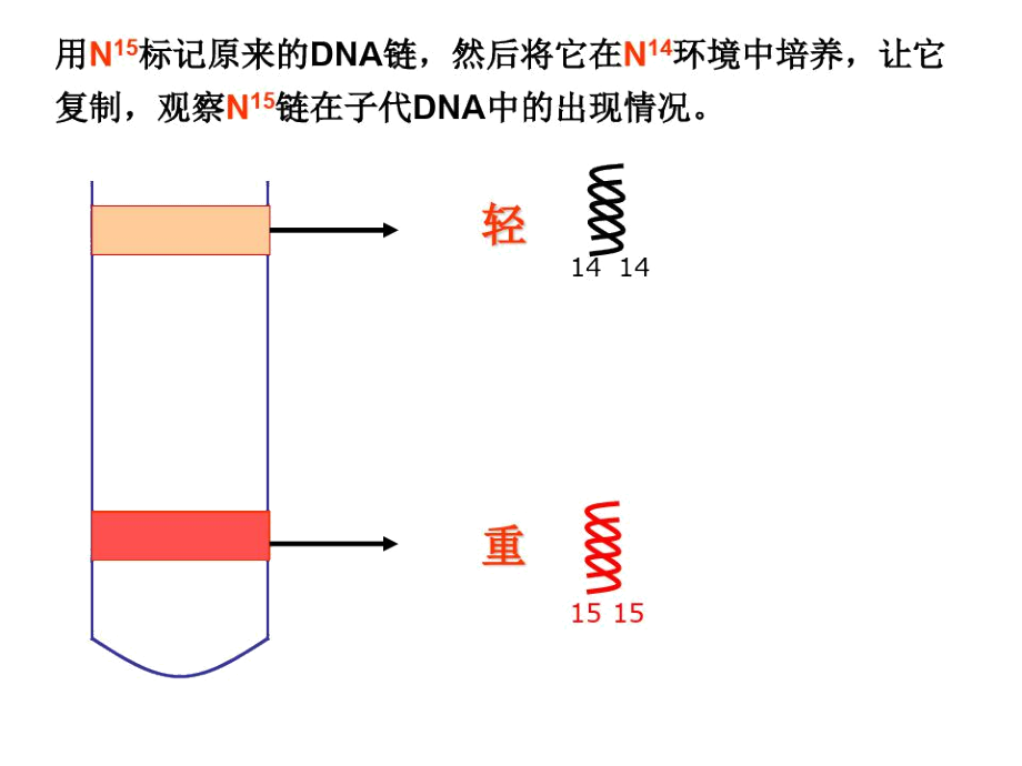 第三节遗传信息的传递.docx_第3页