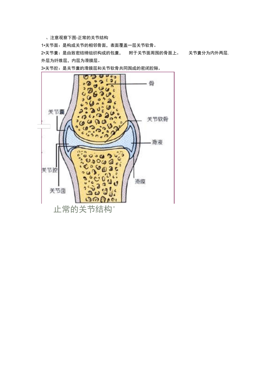 人体解剖学与组织胚胎学之骨骼系统.doc_第3页