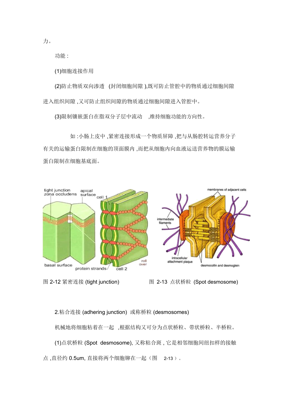 第三节细胞表面及其特化结构.docx_第3页