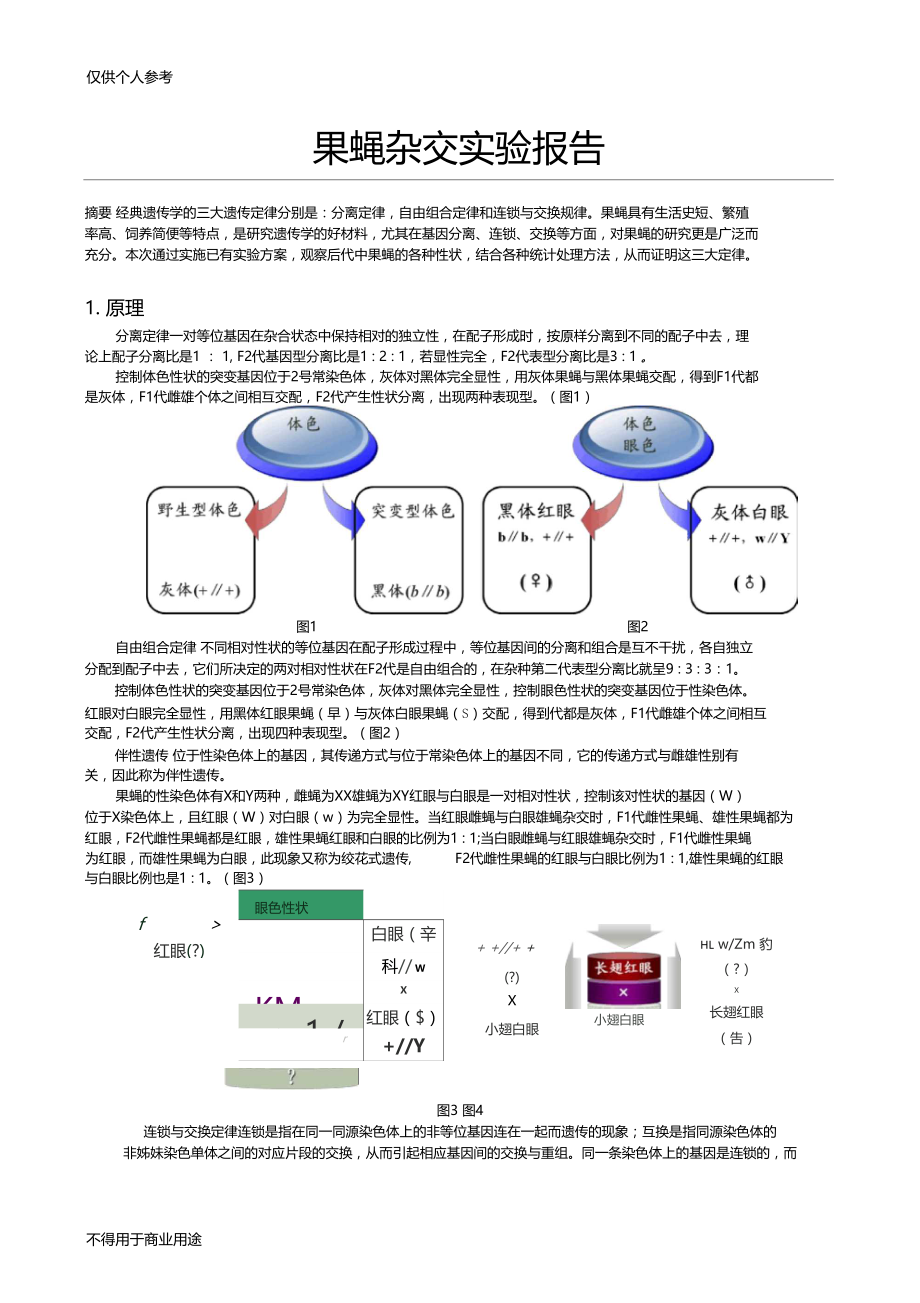 果蝇杂交实验报告.docx_第1页