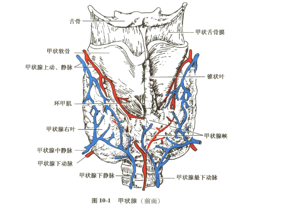 甲状腺手术解剖图谱图片