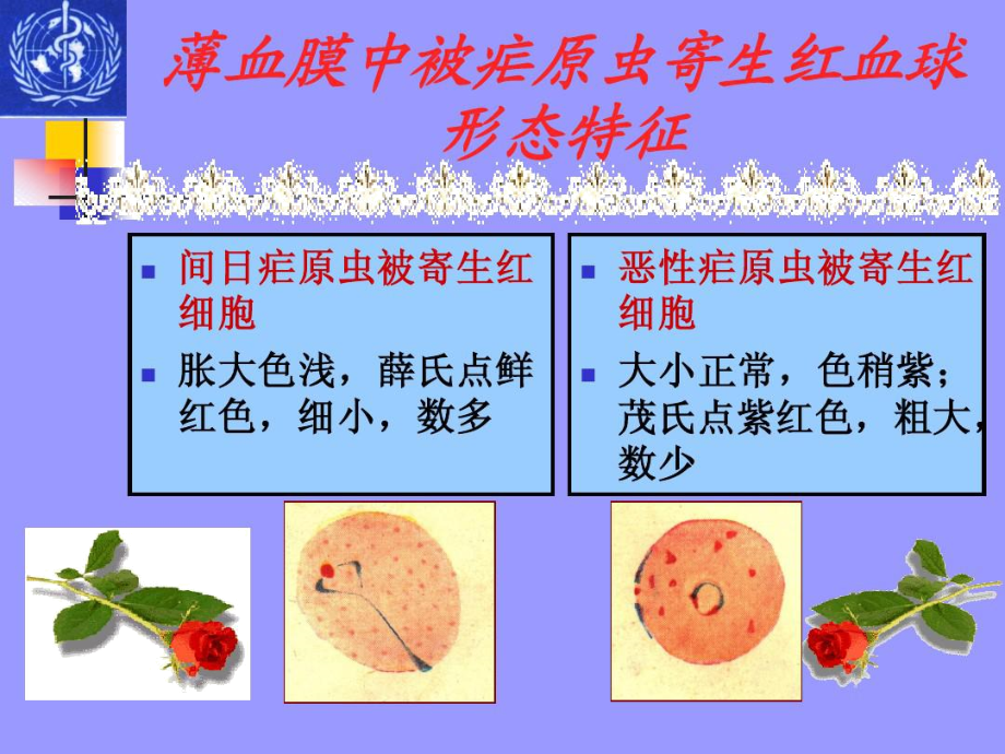 薄血膜疟原虫的形态.doc_第2页