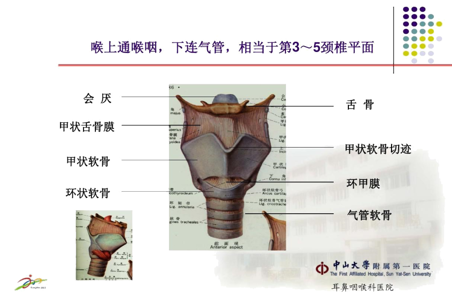 喉的解剖及生理功能.doc_第2页