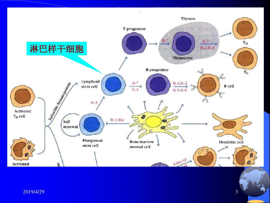 医学免疫学—淋巴细胞.doc_第3页