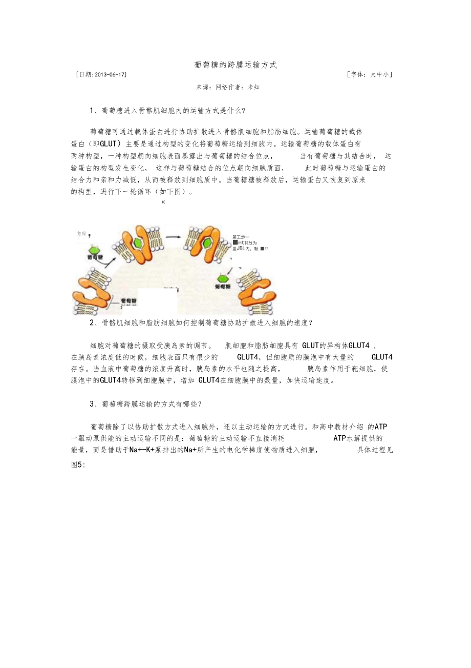 葡萄糖的跨膜运输方式.docx_第1页