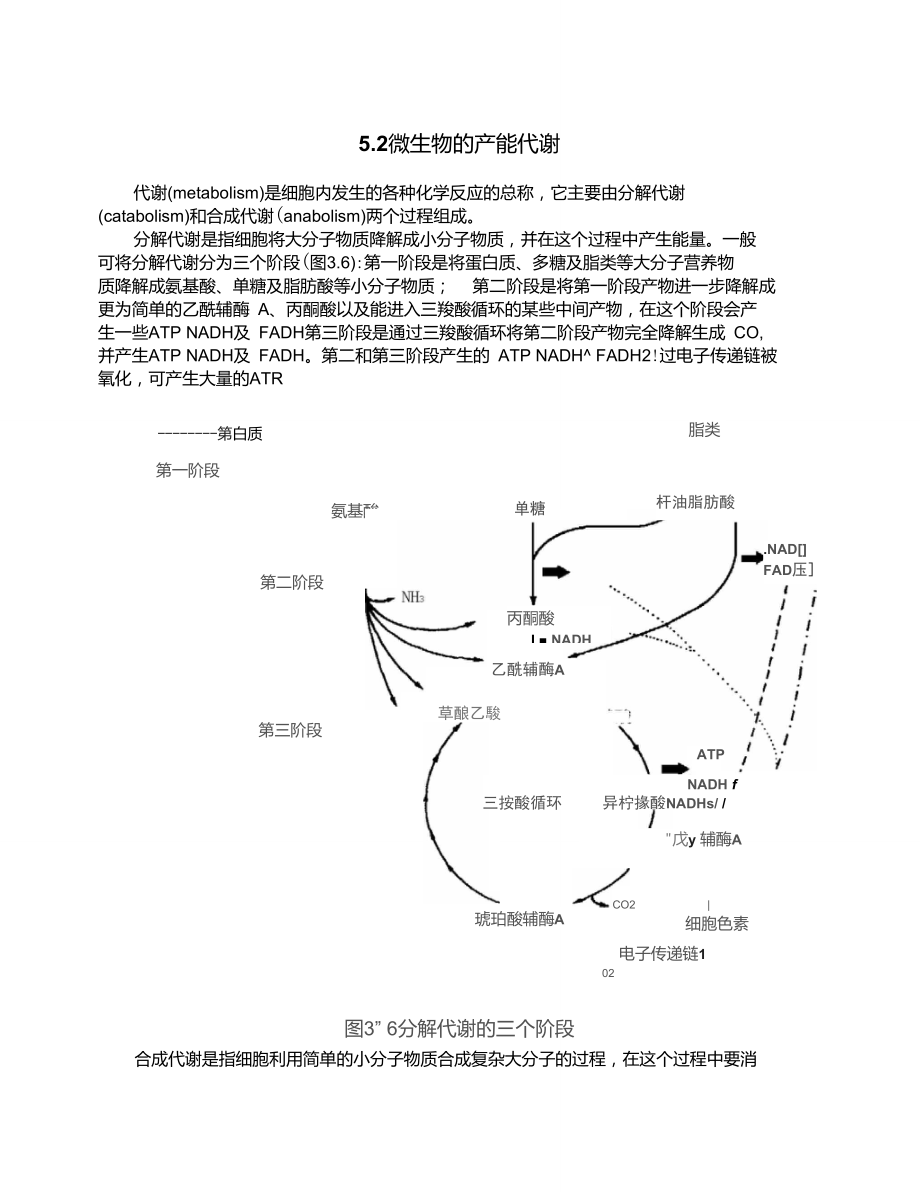 微生物的产能代谢.doc_第1页