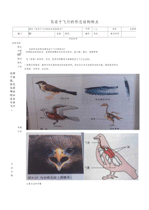 鸟适于飞行的形态结构特点的试验.docx