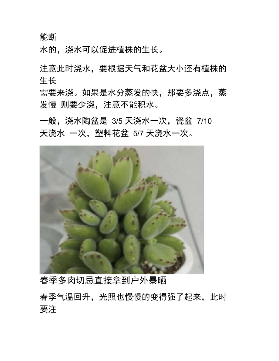 多肉植物春季养护三大忌.doc_第2页