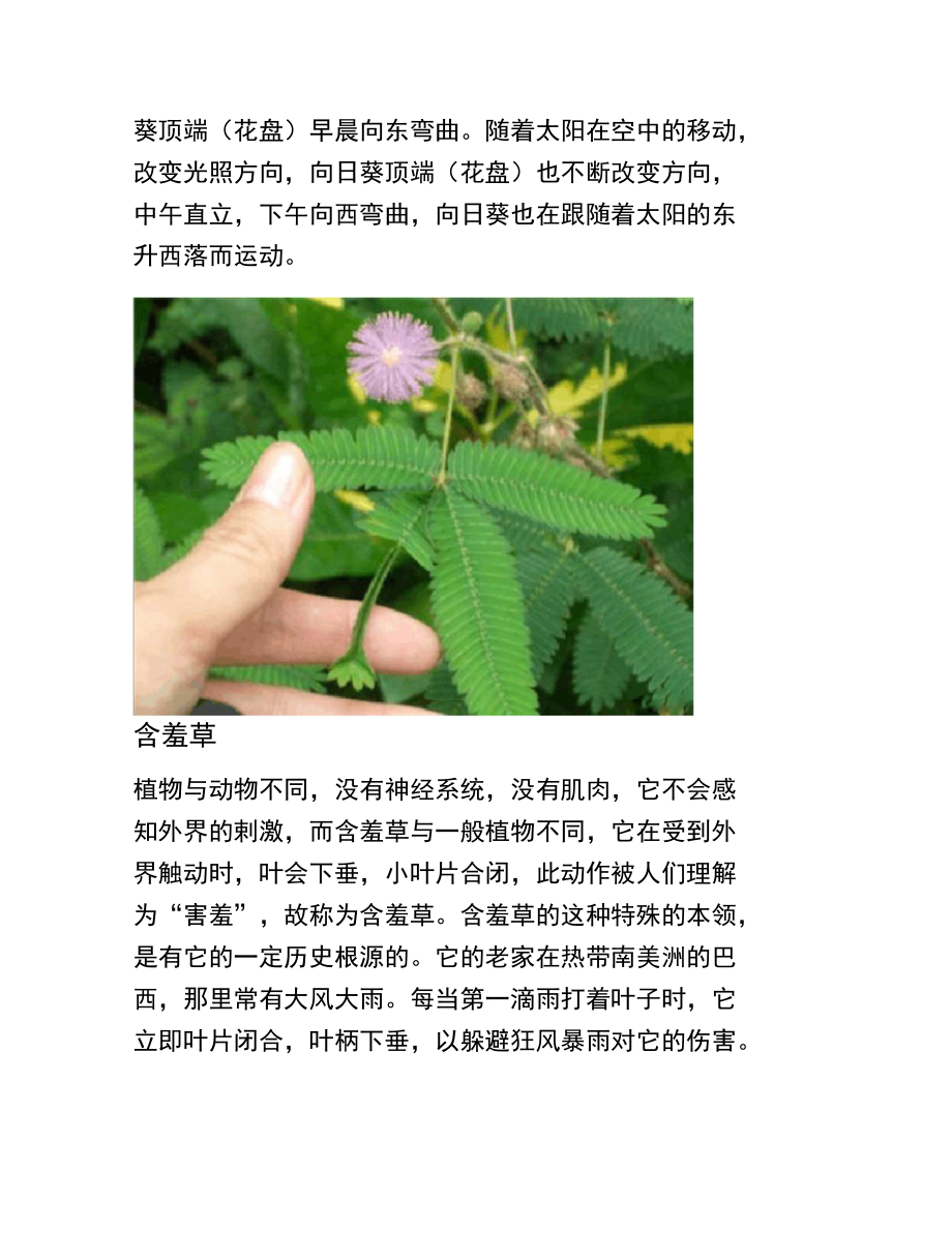 哪些植物会运动.doc_第2页