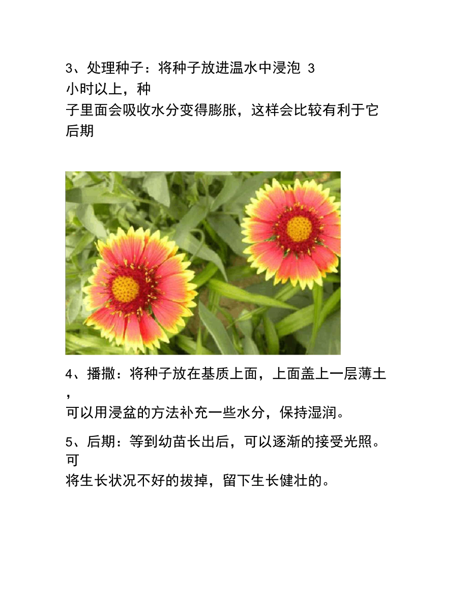 天人菊的繁殖方法有哪些.doc_第3页