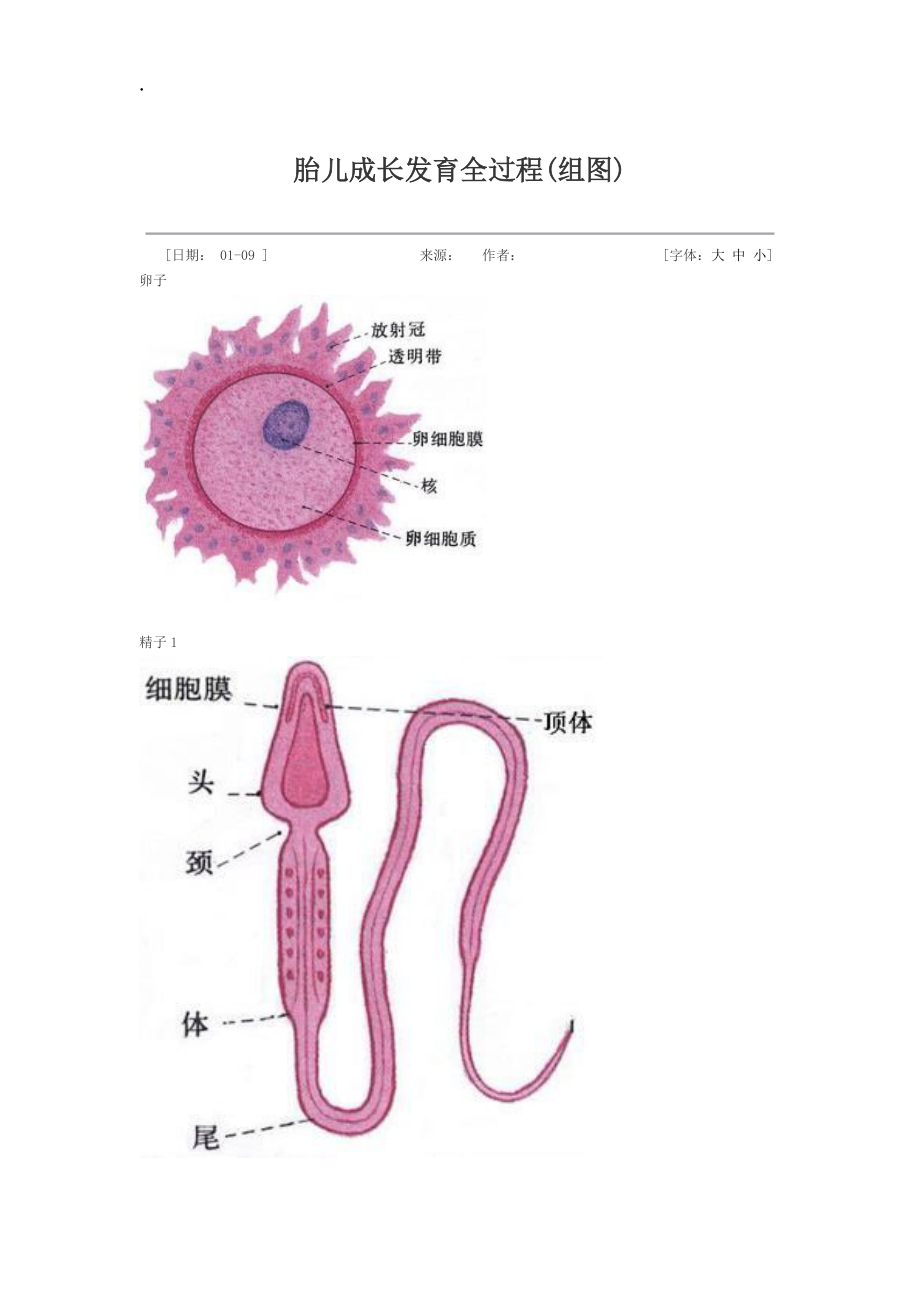 胎儿成长发育全过程(图).docx_第1页