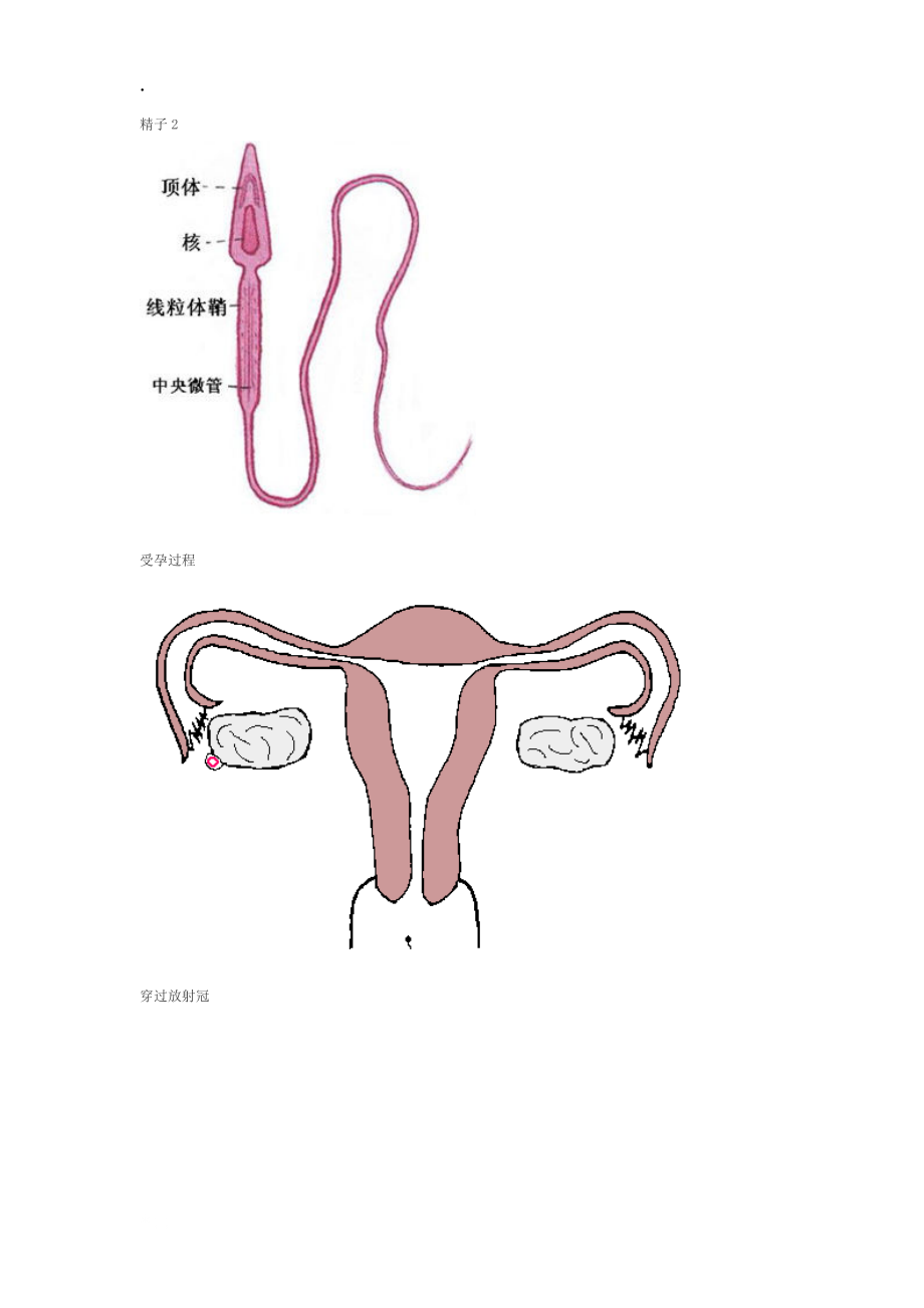 胎儿成长发育全过程(图).docx_第2页