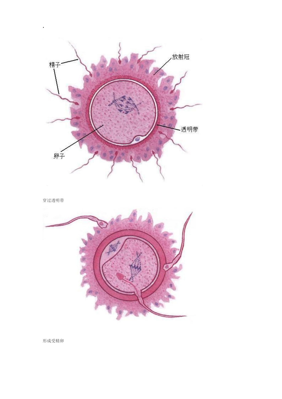 胎儿成长发育全过程(图).docx_第3页