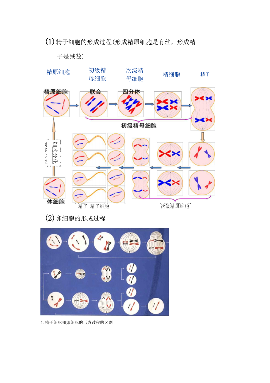 精子细胞的形成过程.docx_第1页