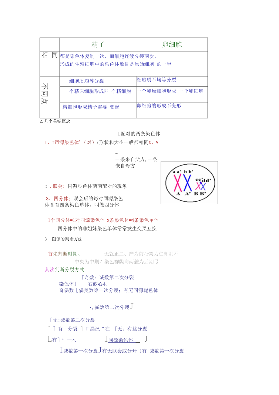 精子细胞的形成过程.docx_第3页