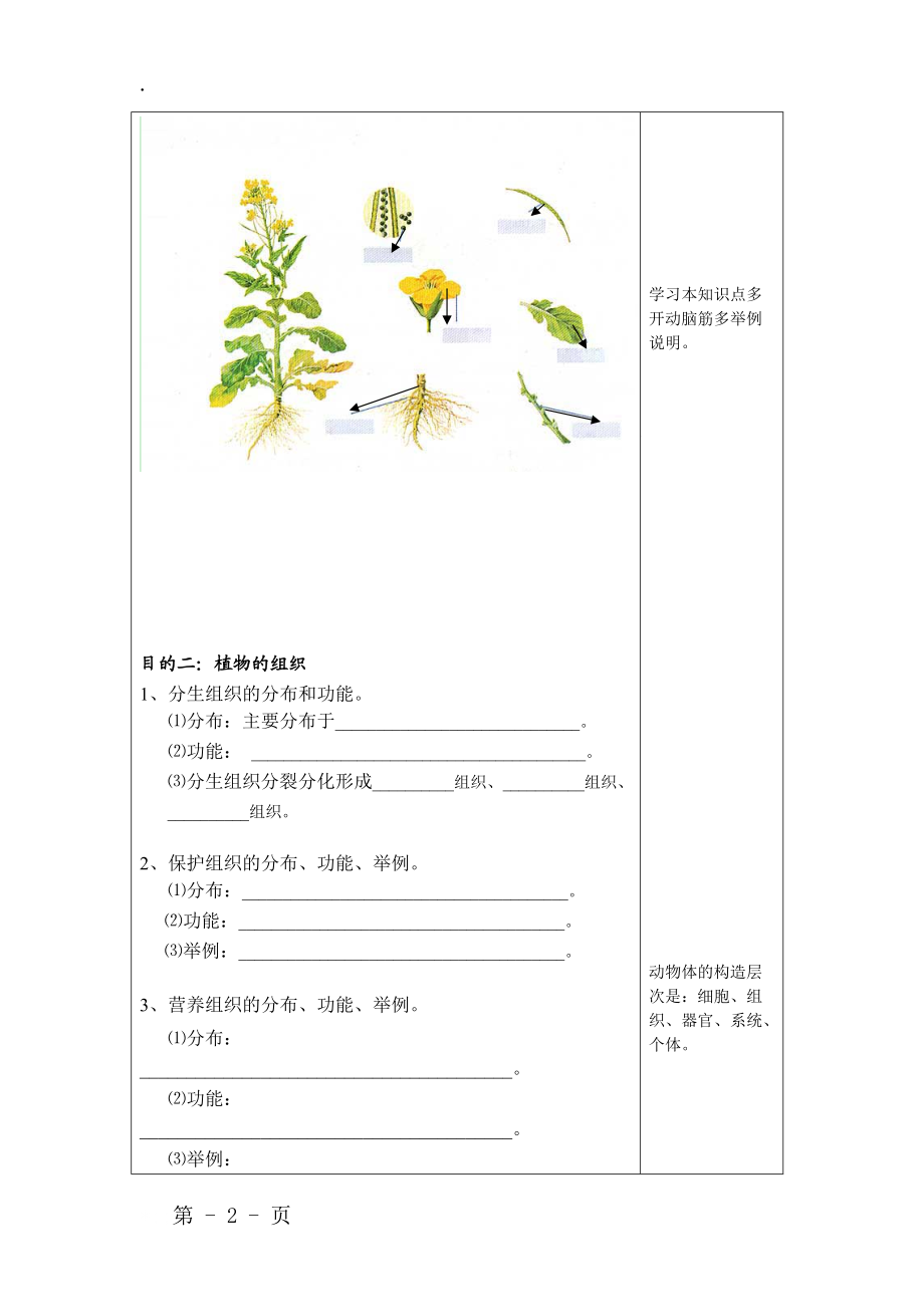 七上 人教版 2.2.3植物体的结构层次导学案（无答案）.docx_第2页