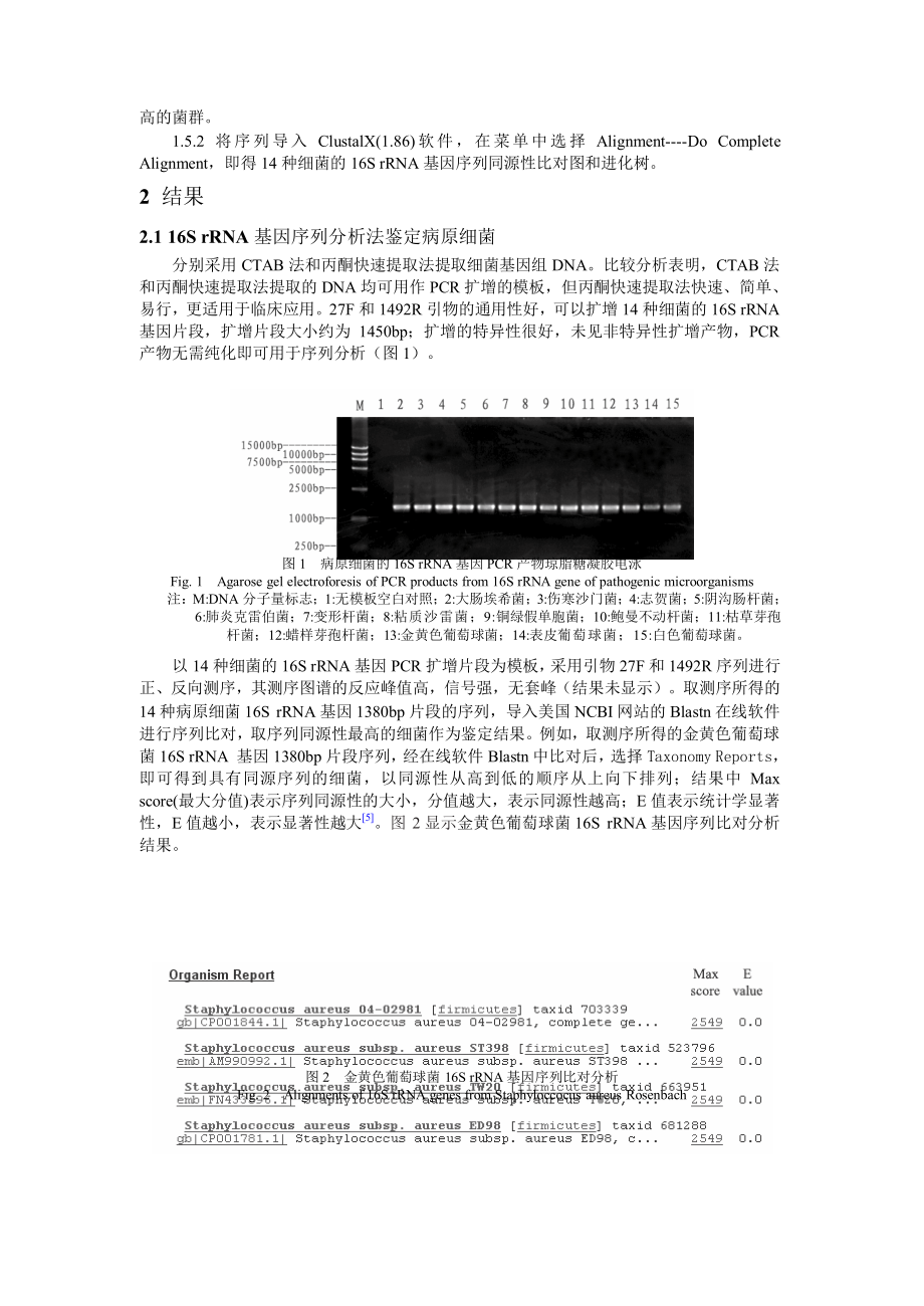 16SrRNA基因序列分析法鉴定病原细菌 精灵论文.doc_第3页